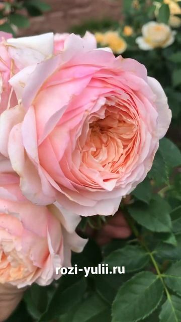 «Шарль де Нерво»- шраб селекции Massad🥀 каталог роз на в? смотреть онлайн