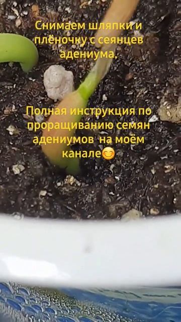 Проращивание семян адениумов от А до Я . для новичков? смотреть онлайн