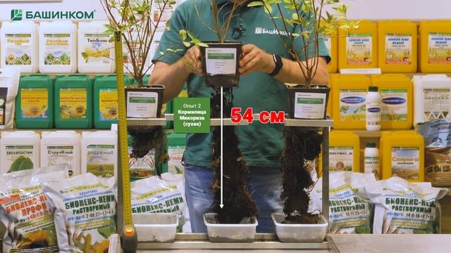 Корневая система растет как на дрожжах! Кормилица Мик?