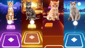 Коты смешно мяукают под популярные песни Мяв..мяв..мяууу.мяв