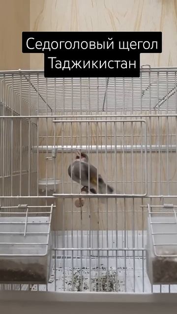 Седаголовый щегол Таджикистан #goldfinch #подпишись #приро смотреть онлайн