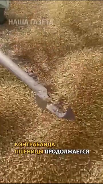 Контрабанда пшеницы из России в Казахстан продолжает? смотреть онлайн