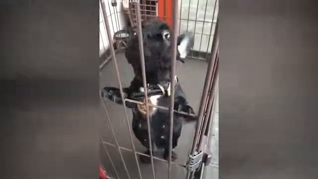 #Coub #ПРИКОЛЫ 2018 Июль #301 ржака до слез угар прикол ПРИКОЛЮХА, НАРЕЗКА ПРИ смотреть онлайн