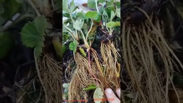 РАССАДА АЛЬБА КОПАНКА!!! Отзыв от клиента ,начинающего смотреть онлайн