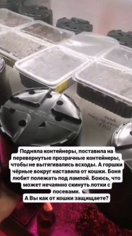 Посадка петунии, гелиотропа, колеуса от А до Я. Начало ?