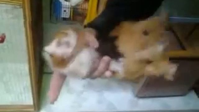 Прикольный Хомяк смотреть онлайн