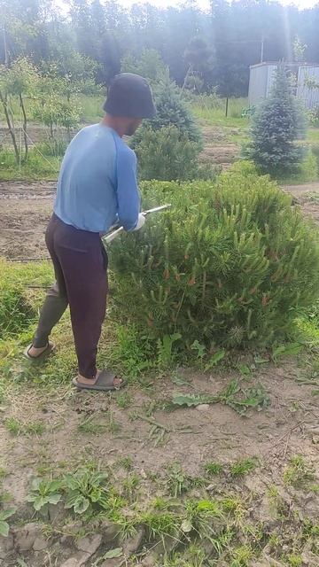 Горная сосна пумилио в форме карикоми или живой камен? смотреть онлайн