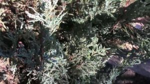 Формирующая обрезка развалившегося можжевельника ск?