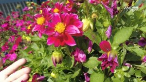 КАК ПРОДЛИТЬ ЦВЕТЕНИЕ ПЕТУНИЙ ОСЕНЬЮ - РЕЖЕМ, НЕ ЖАЛЕЕ?