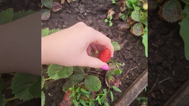 Ремонтантная клубника осенью  #огород #клубника #дача