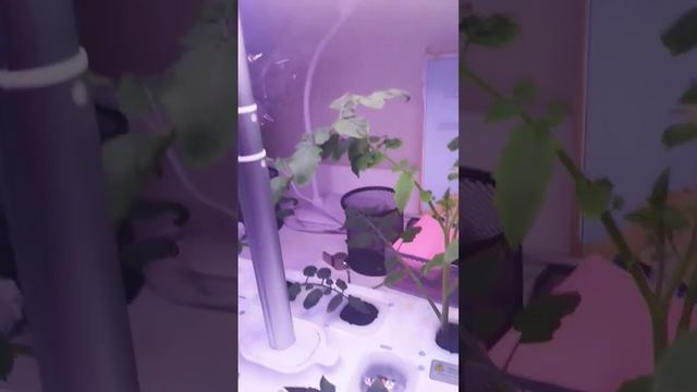 #growfood #gardeninglovers #эксперименты #огороднабалконе #салат #? смотреть онлайн