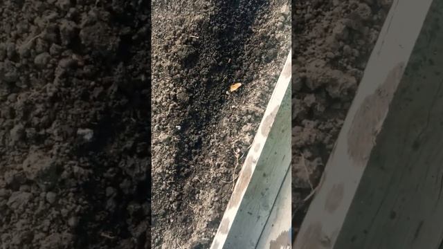 Сею редис и ранюю капусту в теплицу 26 марта.