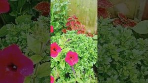 Гелениум почти в полном роспуске.