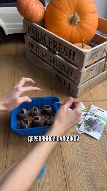 Сажаем эустому на рассаду🌱 #сад #огород #рассада #свой смотреть онлайн