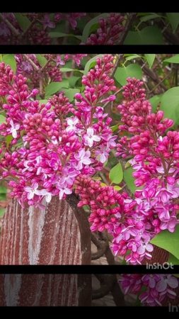 06-05-2025 утренняя цветочная прогулка