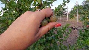 Крыжовник Авангард