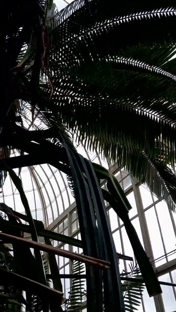 экзотические  растения/exotic plants/#shorts