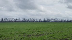 Всходы гороха | Сорт БОЛДОР РС-1 | Вид ячменя | Объезд по?