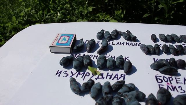 ЖИМОЛОСТЬ СУПЕРСОРТА смотреть онлайн