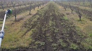 Как привлечь пчёл для опыления плодовых деревьев сада