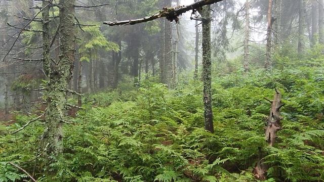 Тростян смотреть онлайн