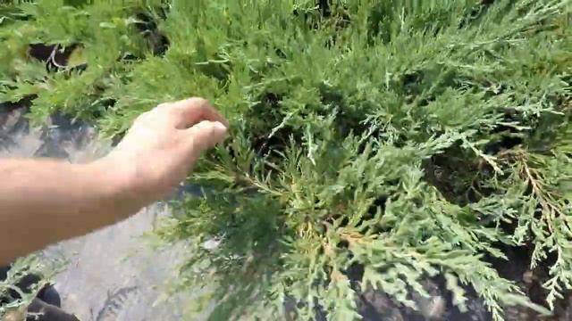 Можжевельник горизонтальный Андорра Компакт