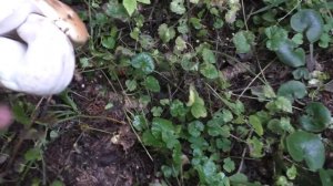 Пошла волна по белым грибам! Лес заполонили грибы! Спешим в лес !