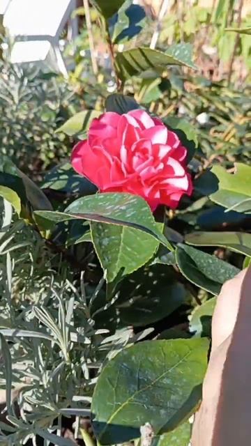 23 декабря 2023 г. Camélia abriu uma flor. Камелия открыла цветок. смотреть онлайн