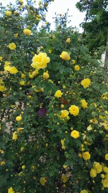 Жёлтые розы юга.#краснодар #жизньнаюге смотреть онлайн