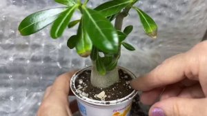 Пересадка годовалого адениума. Какие красоты скрывал?