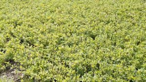 Сеяли люцерну вручную - что с этого вышло?!