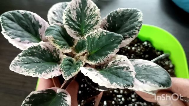 ПРАВИЛЬНАЯ ПЕРЕСАДКА ФИАЛКИ ! ПЕРЕУКОРЕНЕНИЕ ! смотреть онлайн