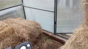 Пока в теплице так🍅. Вроде про, вет🚗.