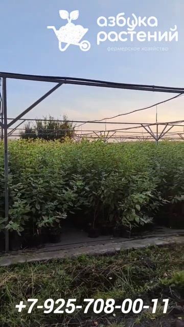 Какой дëрен у нас есть в наличии? #shortvideo#питомникрасте? смотреть онлайн