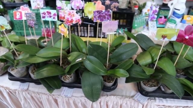 Выставка-продажа растений. ТРК Галактика 21.11.2020. Красн? смотреть онлайн