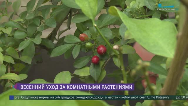 Уход за комнатными растениями весной