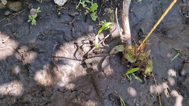 Виноград ВИЧИ. Проблемы выращивания. Четвёртый год.