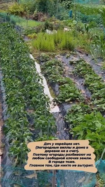 ТАКОЕ РАСТЕТ В КОРЕЕ #shorts #корея #огород смотреть онлайн