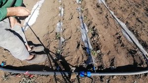 6 МАЯ. КАК ПОСАДИТЬ ПРАВИЛЬНО ПОД ПЛЁНКУ ПЕРЕЦ.