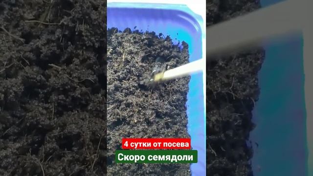 Корень готов. 4 СУТКИ ОТ ПОСЕВА ОГУРЦА