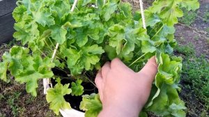 Cara Balerina. Lara Valma. Unicorn Zonartic Rose. #обзорсорта