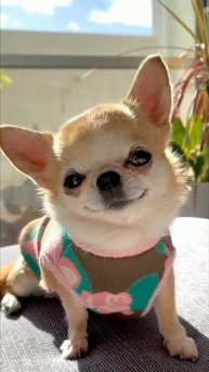 милота