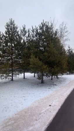Сосны в городе