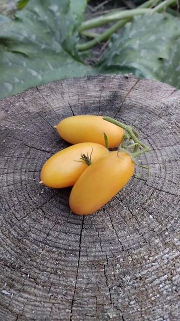 Томат Стыдливый румянец (Plush). Плоды сладкие как конфет