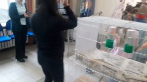 канарейки- Алматы. Первый день Выставки