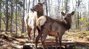 Самка изюбра с годовалым детенышем полакомились искусственным солонцом в парке «Ленские столбы»