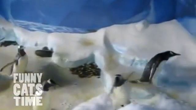 Пингвины бегают за лазером смотреть онлайн