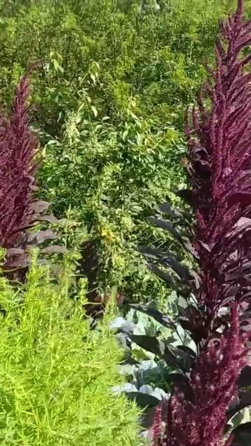 кохия как озеленитель сада смотреть онлайн