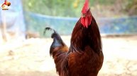 Любовь птицевода к Курочкам 🐥🐔🥚 Нежное видео 🐓 Версия (48)