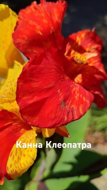 канна Клеопатра для сада и пруда #цветы #сад #люблюцвет